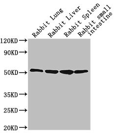 Anti-CD14 Monoclonal, clone 1A7C5