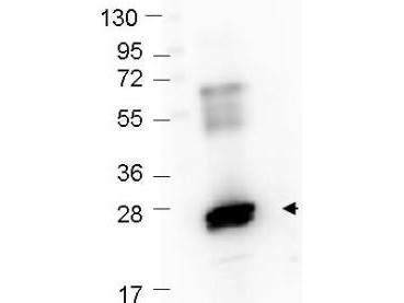 Anti-GST, Peroxidase Conjugated