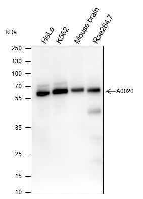 Anti-Recombinant ELP3, clone A272