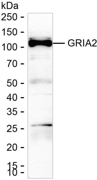 Anti-GRIA2