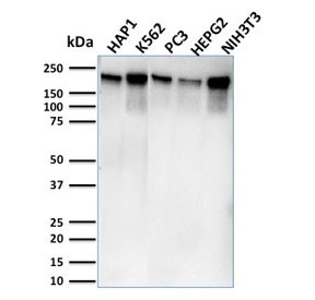 Anti-POLR2A / RNA polymerase II subunit B1, clone CTD4H8