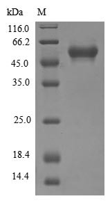 Dual specificity protein kinase CLK2 (CLK2), partial, human, recombinant
