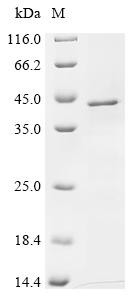 Synaptophysin (SYP), human, recombinant