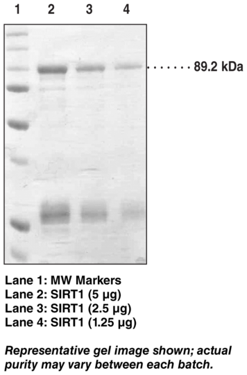 SIRT1 (human, recombinant)