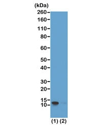 Anti-phospho-Histone H4 (Ser1), clone RM194 (recombinant antibody)