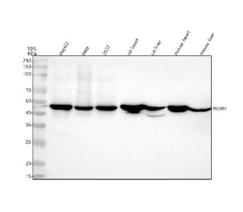 Anti-WDR4 / WD repeat domain 4, clone 25W87