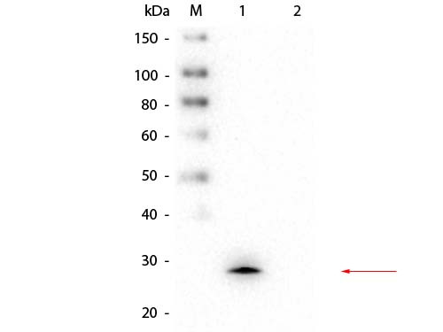 Anti-GSTM1