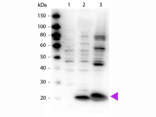 Anti-phospho-Myosin (Ser19/Ser20)