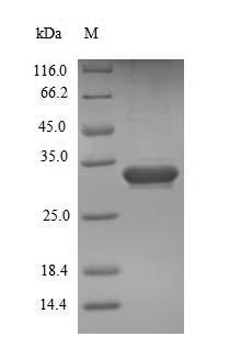 Endothelial cell-specific molecule 1 (Esm1), mouse, recombinant