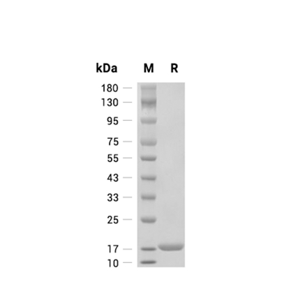 Interferon-alpha 2b (IFN2b) Recombinant (Human)