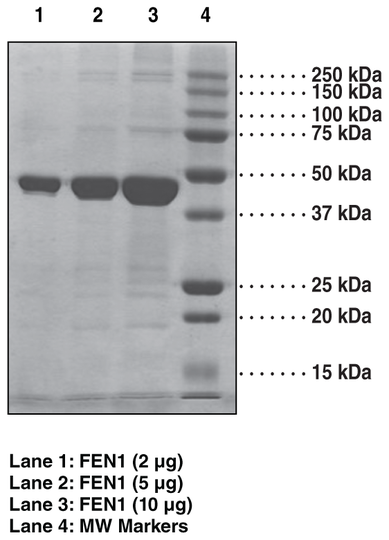 FEN1 (human, recombinant)
