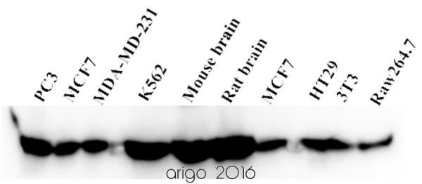 Pyroptosis Antibody Panel