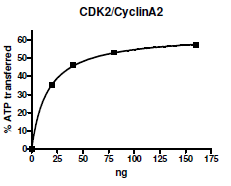 CDK2/CyclinA2, Active Human Recombinant Protein