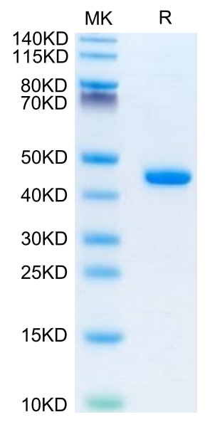 Mouse B2M/beta 2-Microglobulin Protein