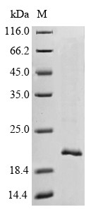 Transthyretin (TTR), Macaca fascicularis, recombinant