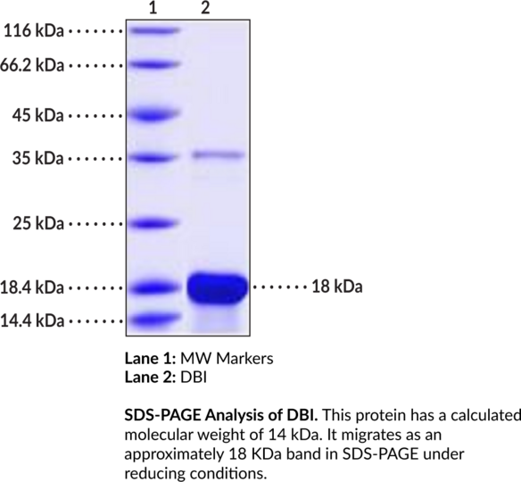 DBI (human, recombinant)