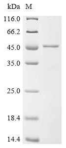 Calpain-3 (CAPN3), partial, human, recombinant