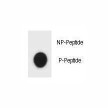 Anti-phospho-TSC1 (Ser312)