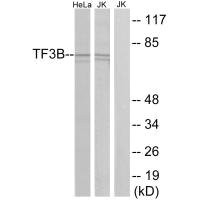 Anti-BRF1