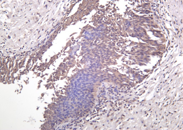 Anti-Recombinant MEK-7, clone 6B7