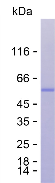 Recombinant Human NOX1 Protein