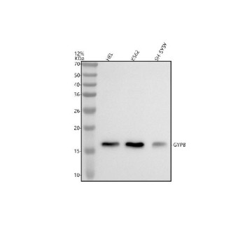 Anti-GYPB / Glycophorin B