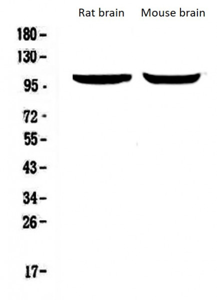 Anti-Dynamin 2