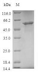 Mitochondrial import receptor subunit TOM40 homolog (TOMM40), human, recombinant