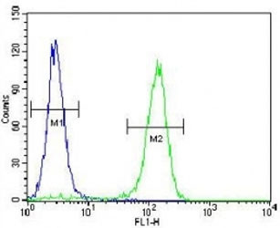 Anti-Cyclin C (CCNC)