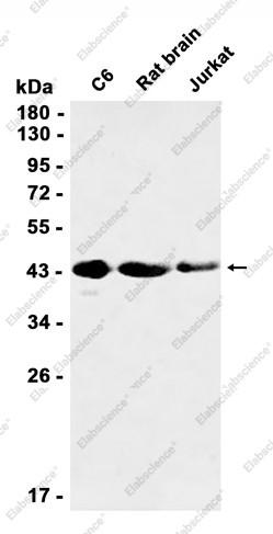 Anti-Recombinant Protein Kinase A regulatory subunit I alpha, clone C123064