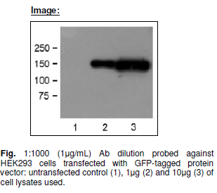 Anti-GFP-Tag, clone GF28R