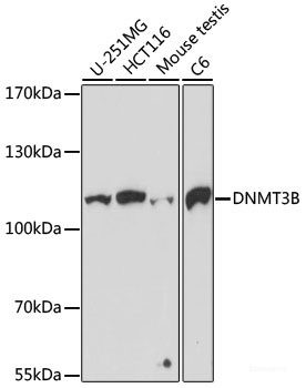 Anti-DNMT3B