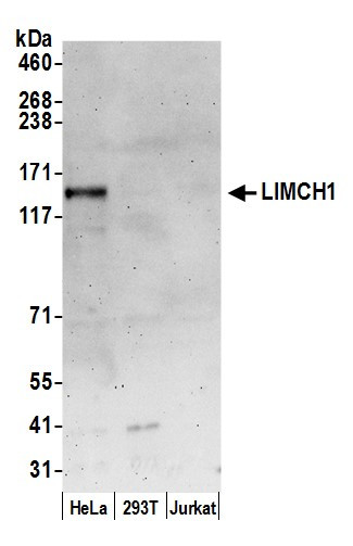 Anti-LIMCH1