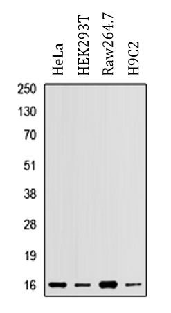 Anti-RPL37A