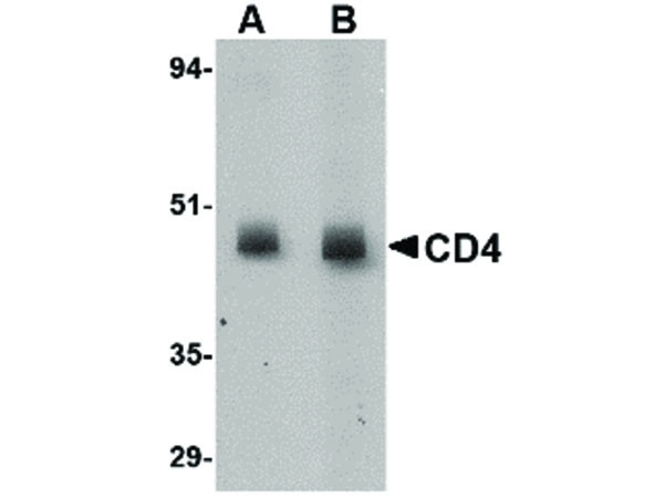 Anti-CD4, clone [8G1B12]