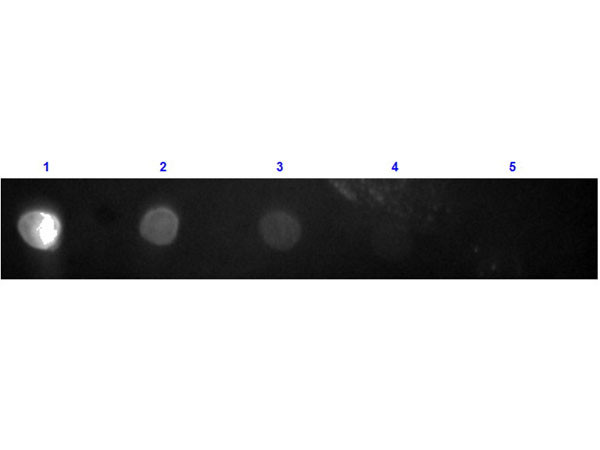 Anti-Rabbit IgG F(c) [Goat] Texas Red conjugated F(ab&#039;)2 fragment