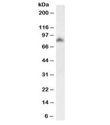Anti-SCARB2 Biotin Conjugate