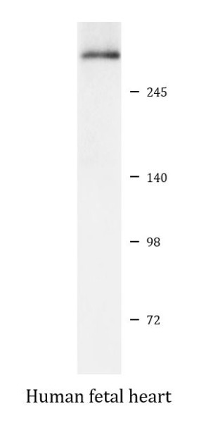 Anti-DMD / Dystrophin