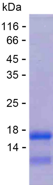 Recombinant Human TMEM52B Protein