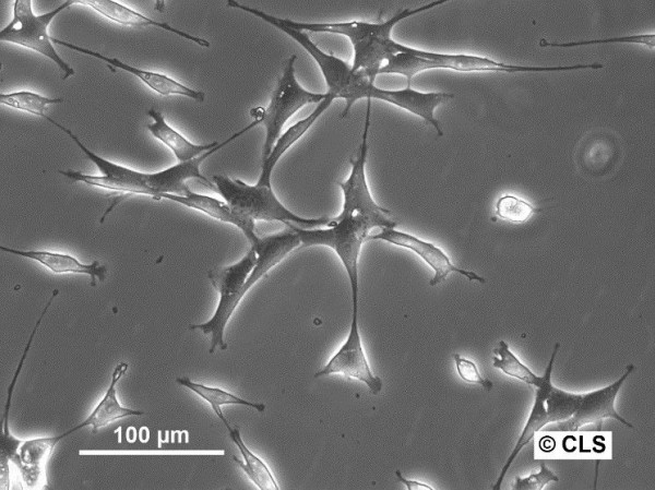 Hep-66.3A Cells