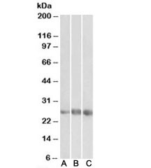 Anti-EGFL7Antibody