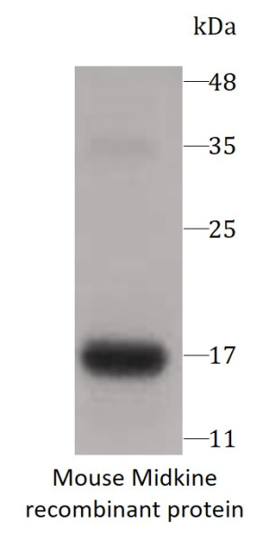 Mouse Midkine recombinant protein (His-tagged)