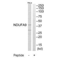Anti-NDUFA9