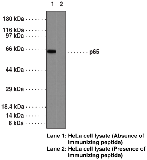Anti-NF-kappaB (p65) -biotin (Clone 112A1021)