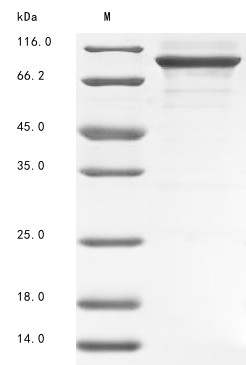 Serotransferrin (Tf), rat, recombinant