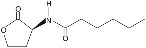 N-hexanoyl-L-Homoserine lactone