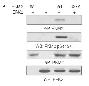 Anti-phospho-PKM2 (Ser37)