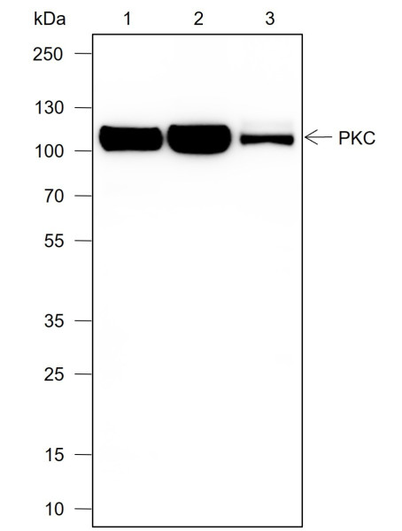 Anti-Recombinant PKC mu, clone A705