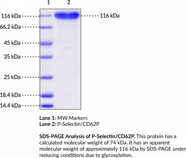 P-Selectin/CD62P (mouse, recombinant)