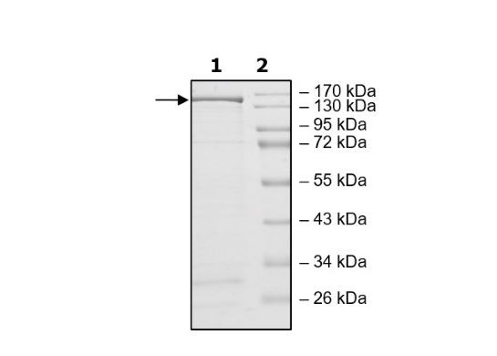 Cas9 (H840A), NLS, His-Tag (S. pyogenes) Recombinant